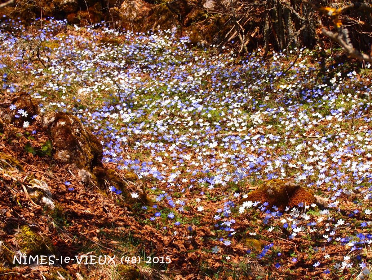 Hepatica plant